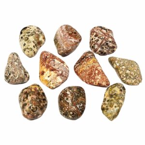 jasper leopard