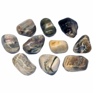 Petrified wood tumbled stones