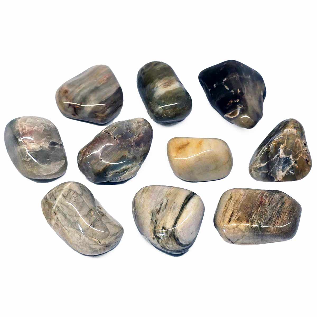 Petrified wood tumbled stones