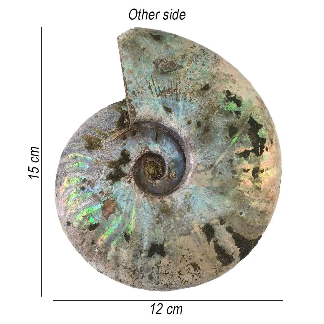 ammonite mother of pearl madagascar