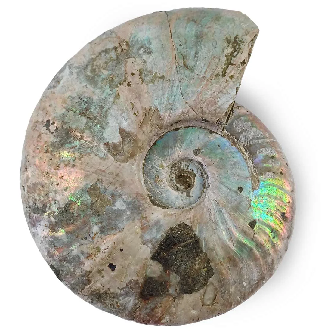 ammonite mother of pearl madagascar