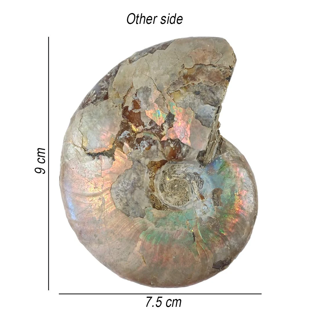 ammonite mother of pearl from madagascar