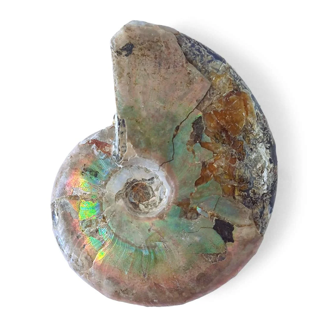ammonite mother of pearl , madagascar