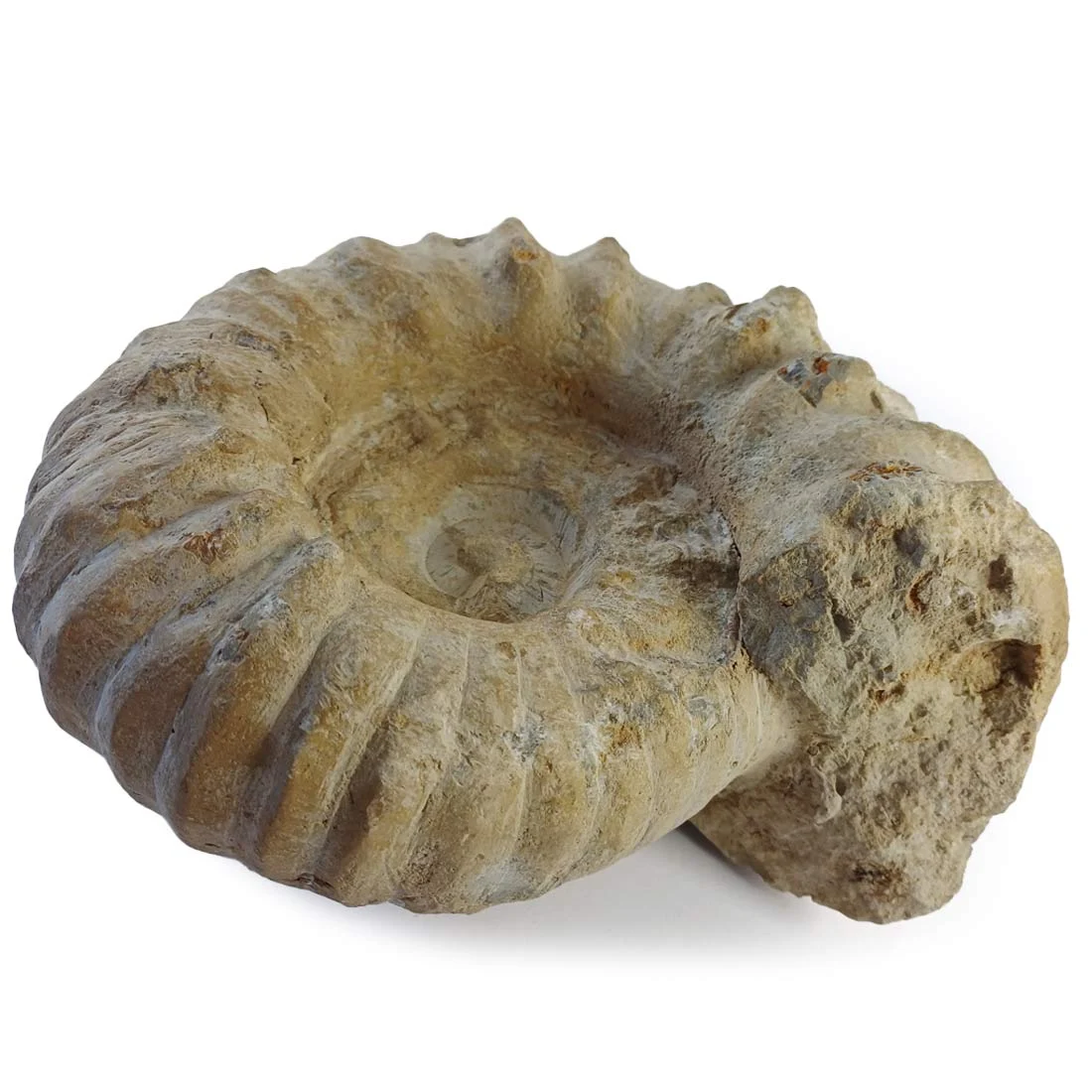 Ammonite White Agadir-Morocco 22×18 cm