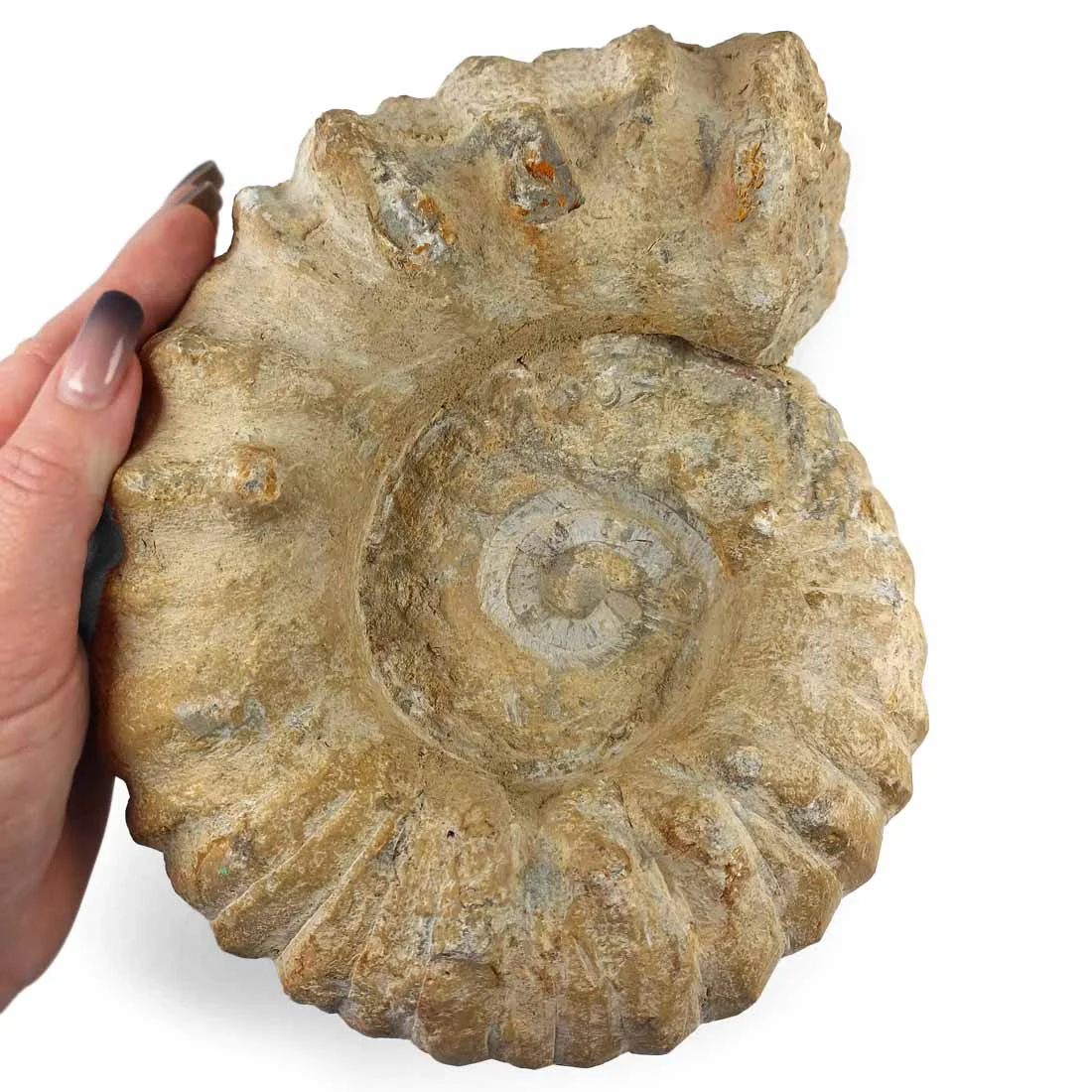 ammonite agadir from morocco