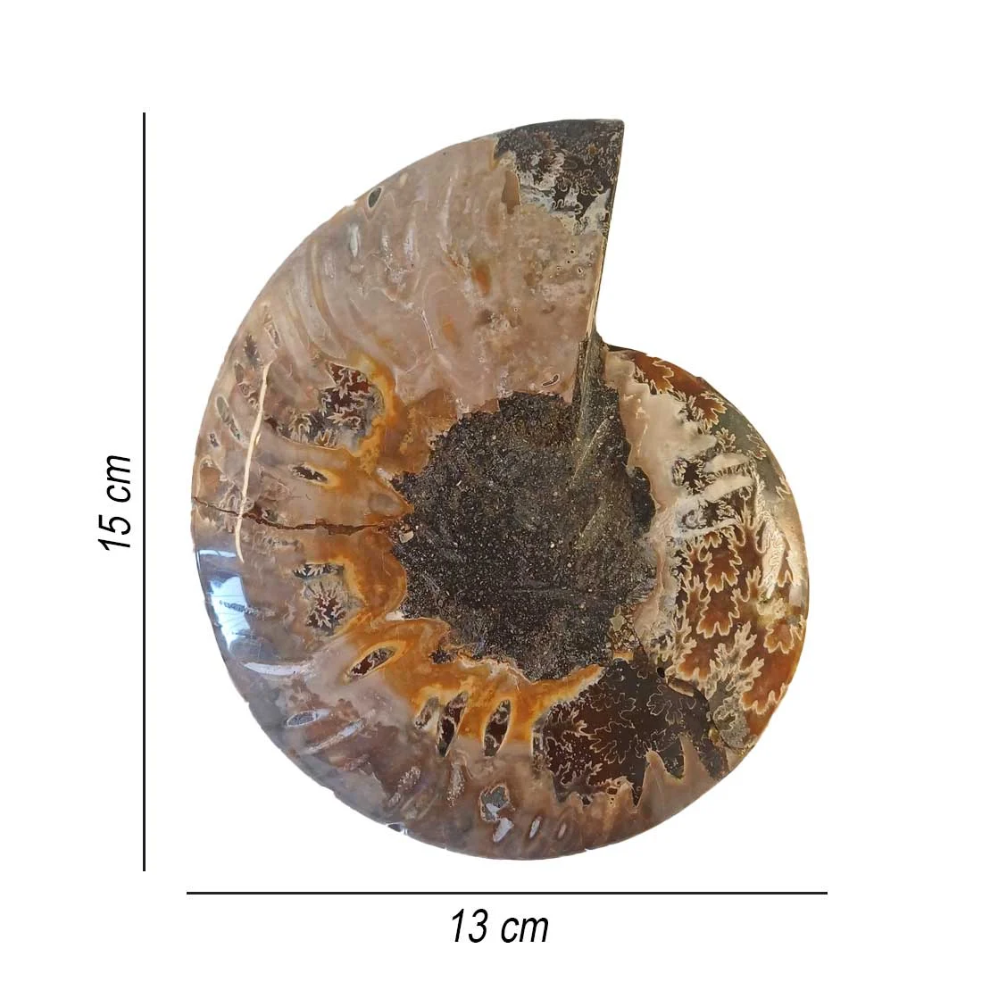 ammonite cleoniceras polished pair