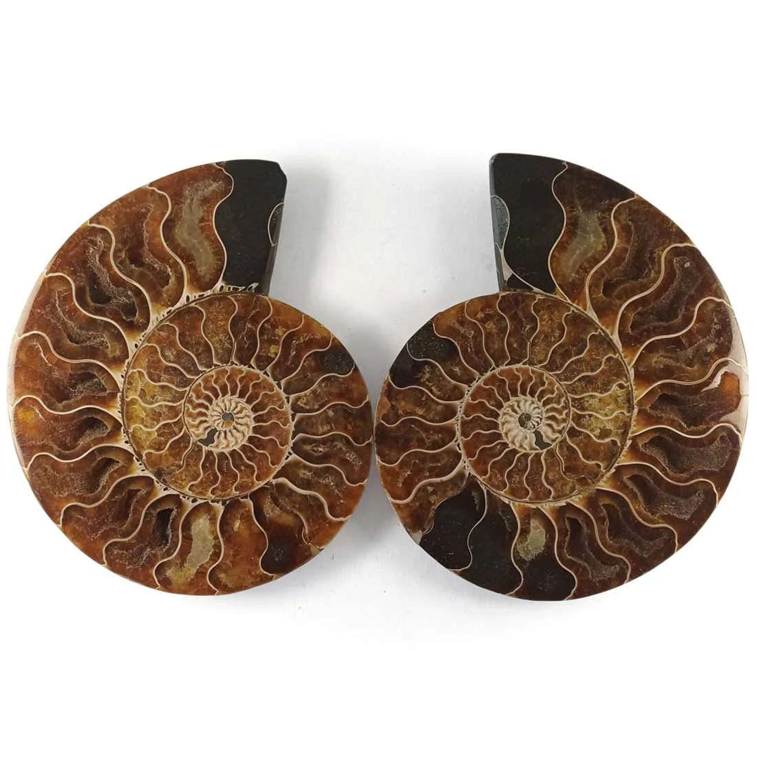 ammonite cleoniceras polished pair