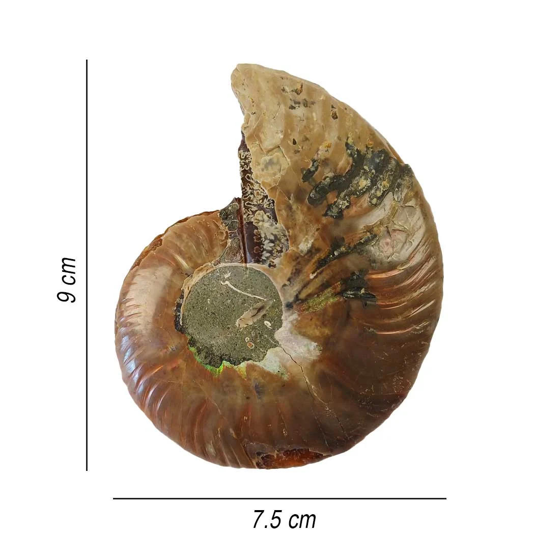 ammonite cleoniceras polished