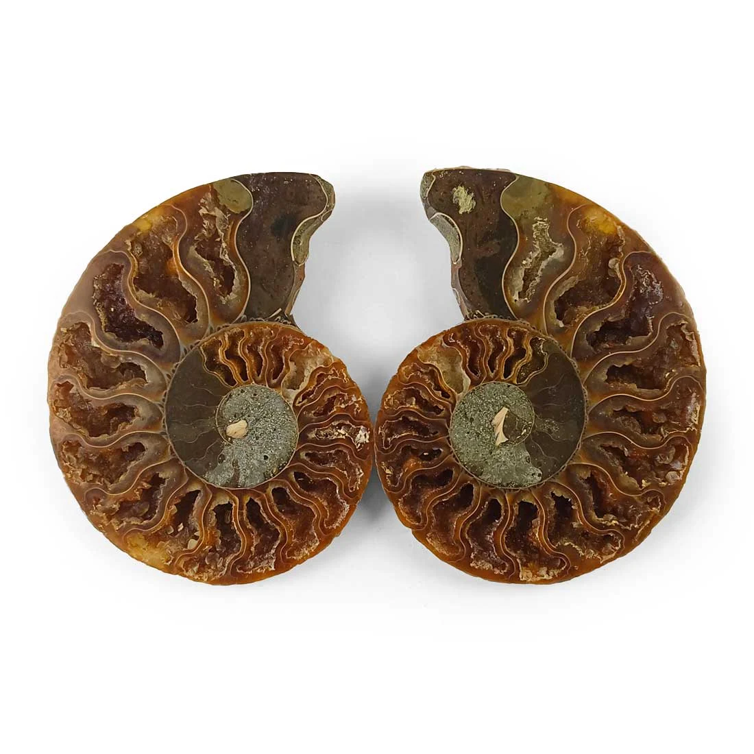 ammonite cleoniceras polished pair, madagascar