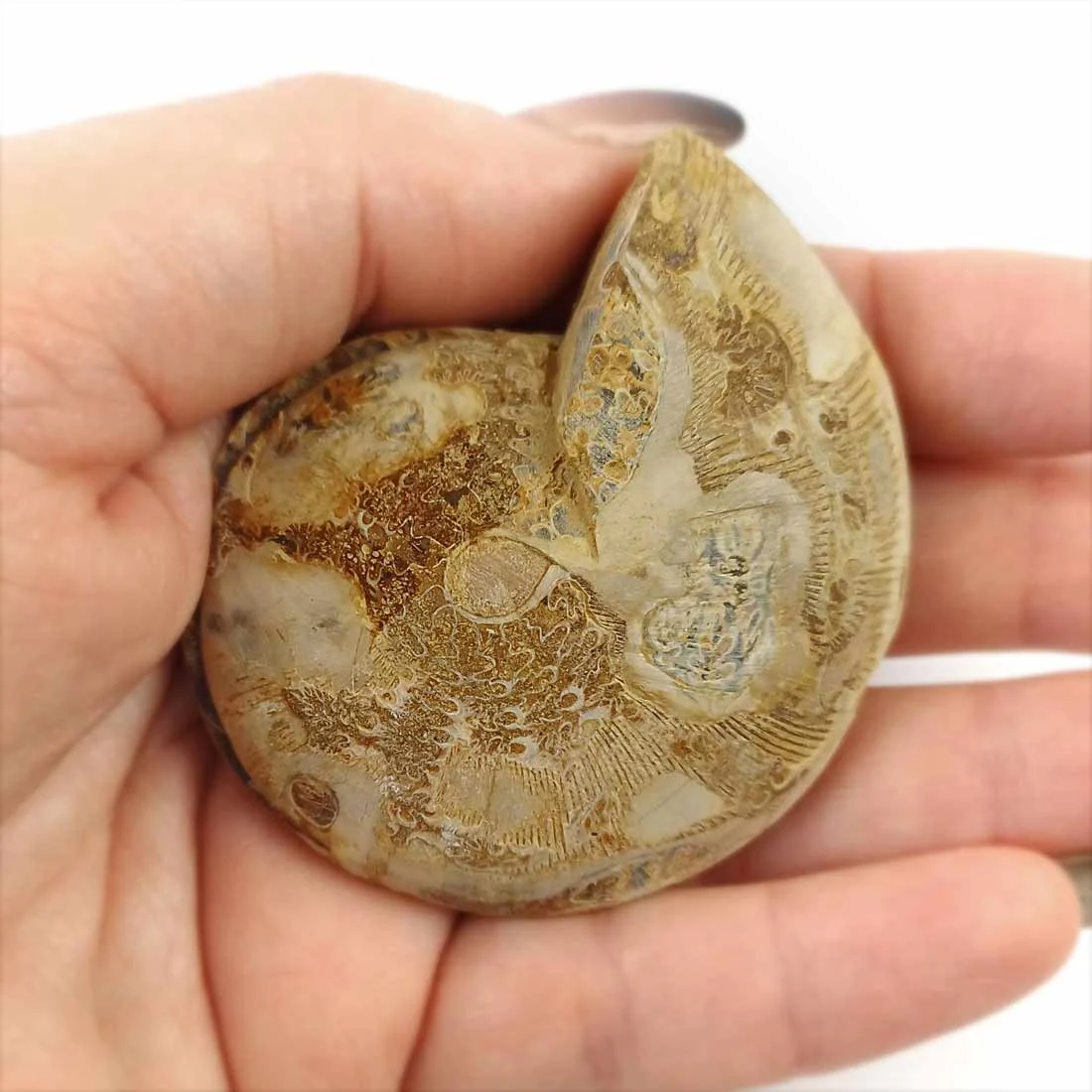 ammonite pair form madagascar