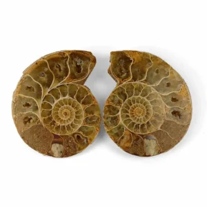 ammonite pairs Madagascar
