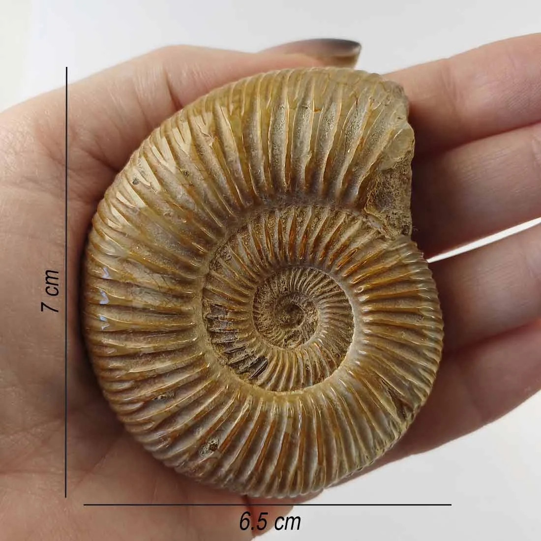 ammonite perisphinctes from madagascar