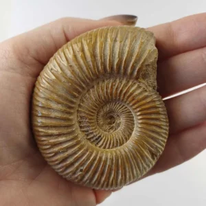 ammonite perisphinctes