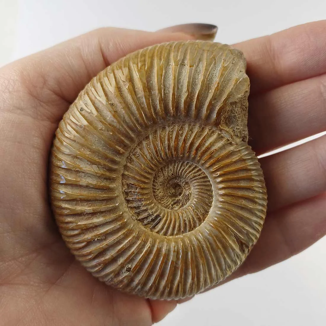 ammonite perisphinctes