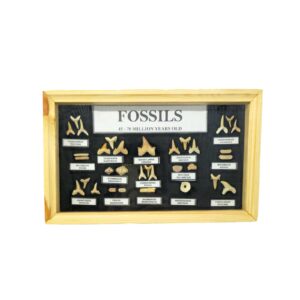 Shark Teeth Collection Box From Morocco 25x15 cm