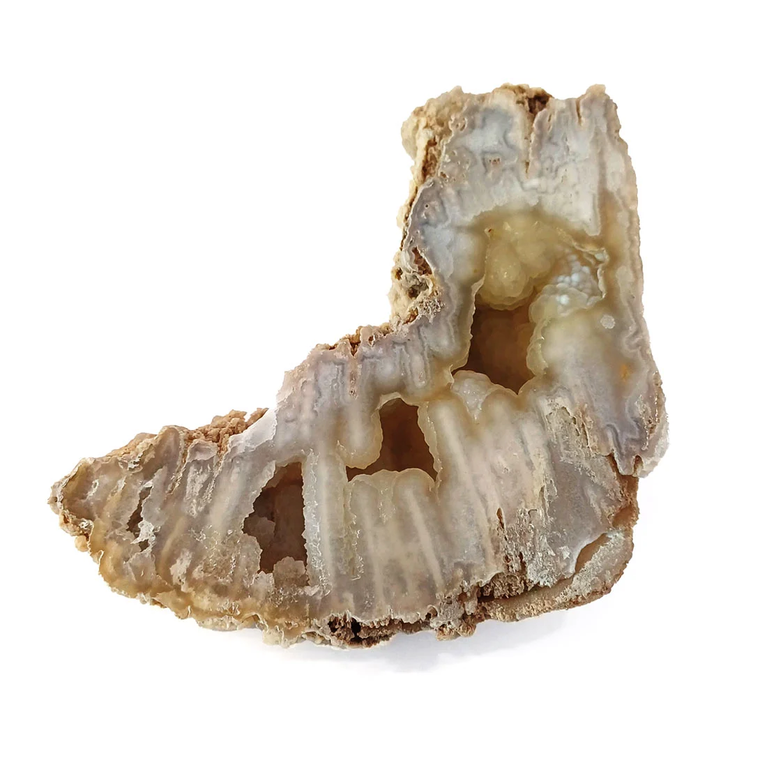 agatized coral