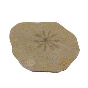 Floating Crinoid - Saccocoma pectinata fossil