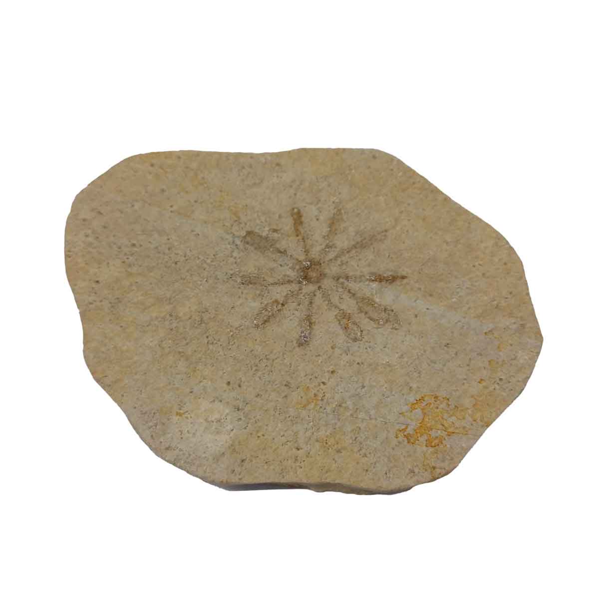 Floating Crinoid - Saccocoma pectinata fossil