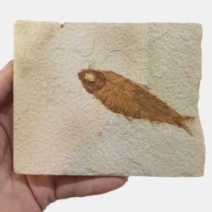 Knightia Fish Fossil in Matrix