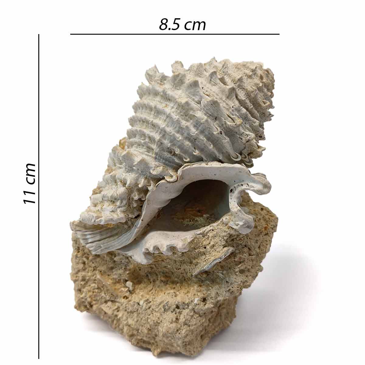 Murex Fossilized Shell