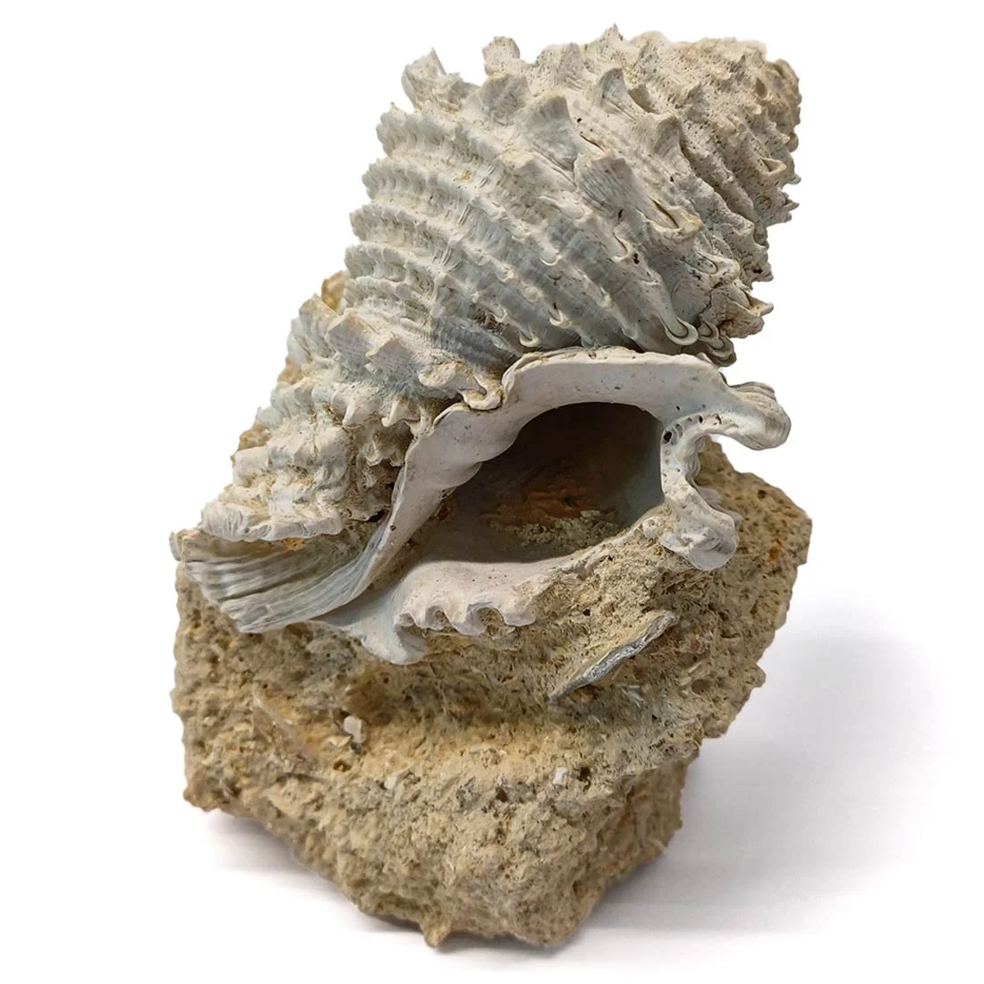 murex fossilized shell