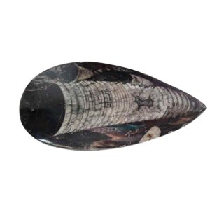 Orthoceras Plaque