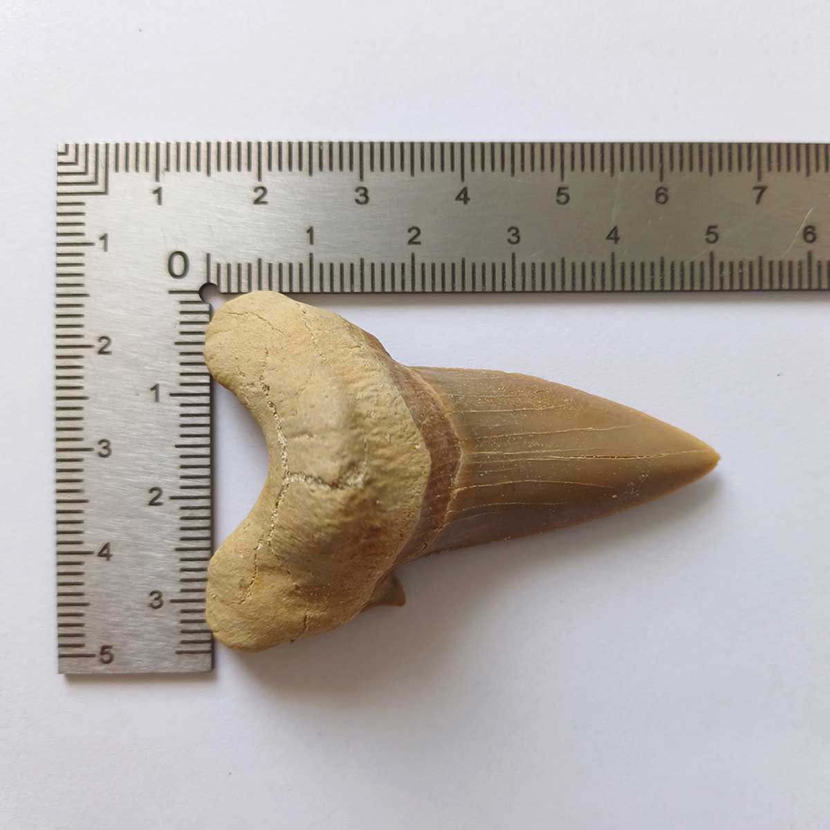 Shark fossil tooth - otodus obliquus