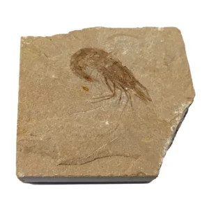 shrimp fossil