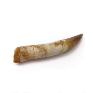 Spinosaurus Tooth 8.5 cm