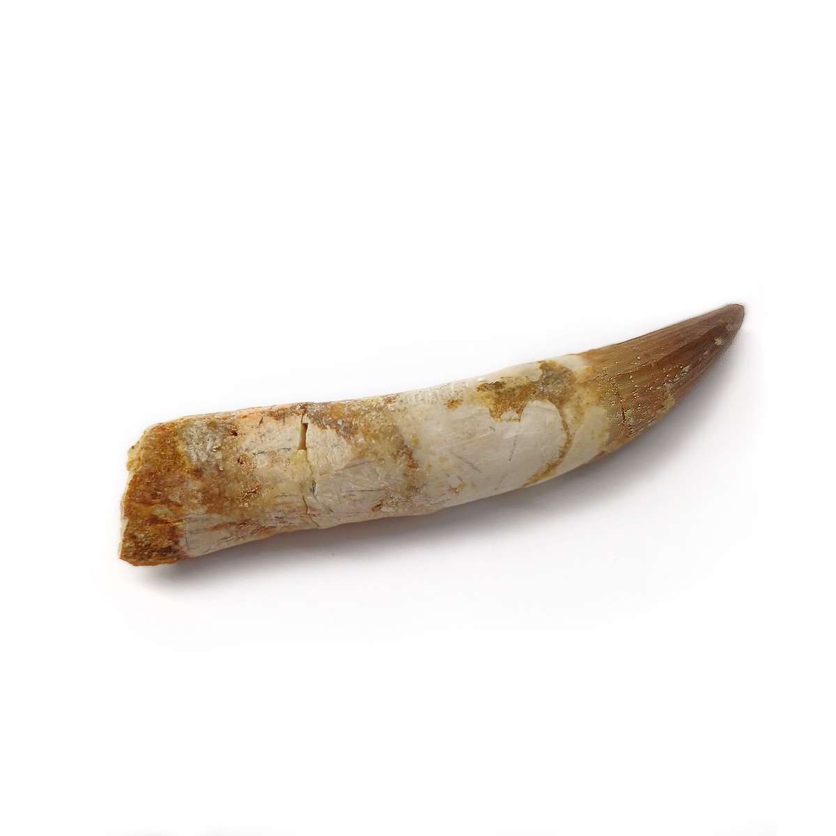 Spinosaurus Tooth 8.5 cm