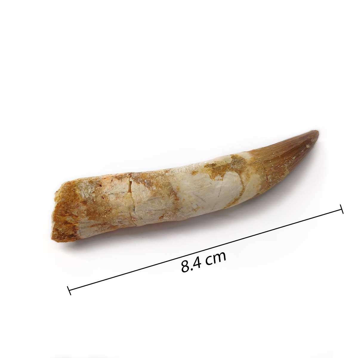 Spinosaurus Fossil Teeth 8.4 cm