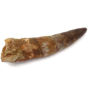 Spinosaurus Tooth 10 x 3.5