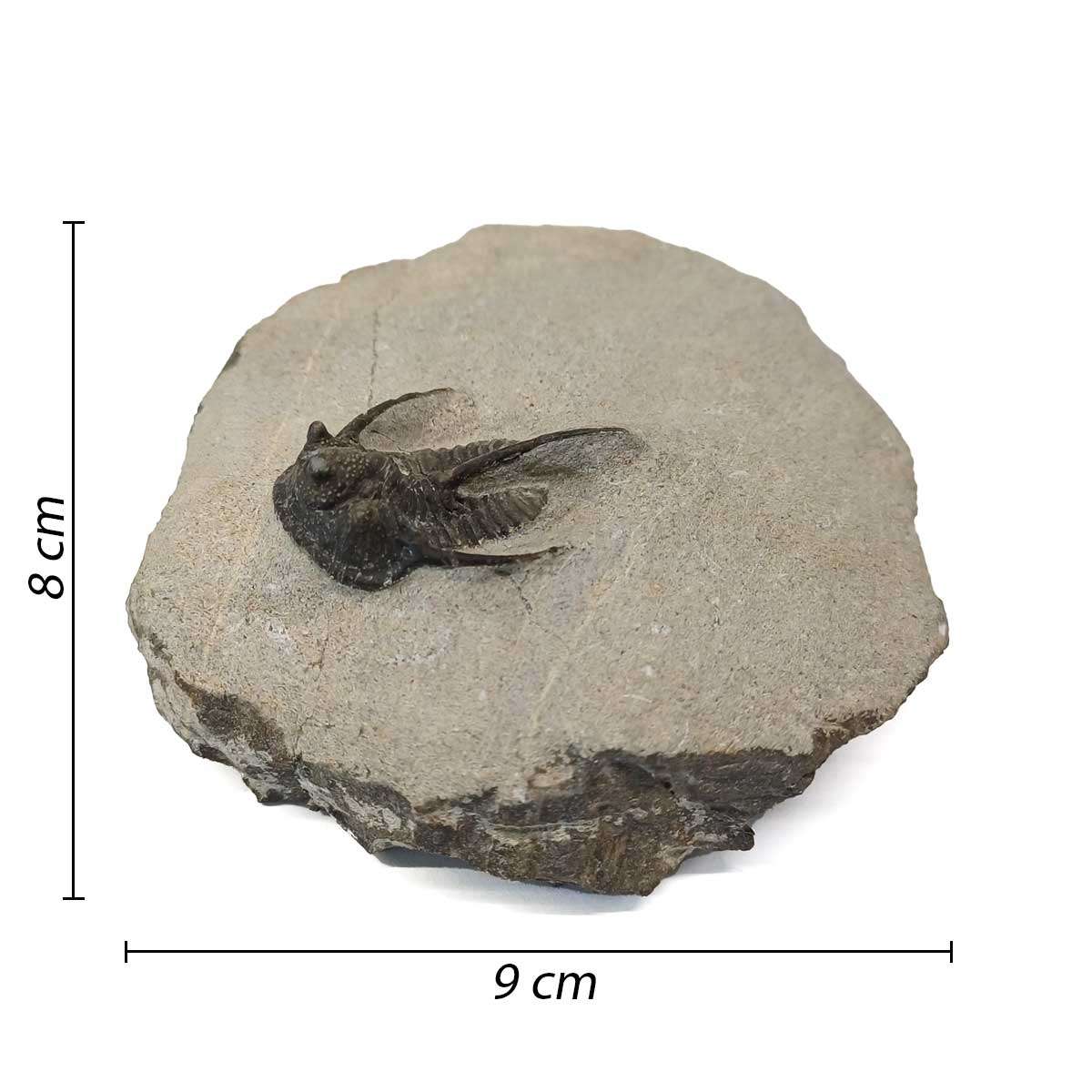 Trilobite Otarion Fossil