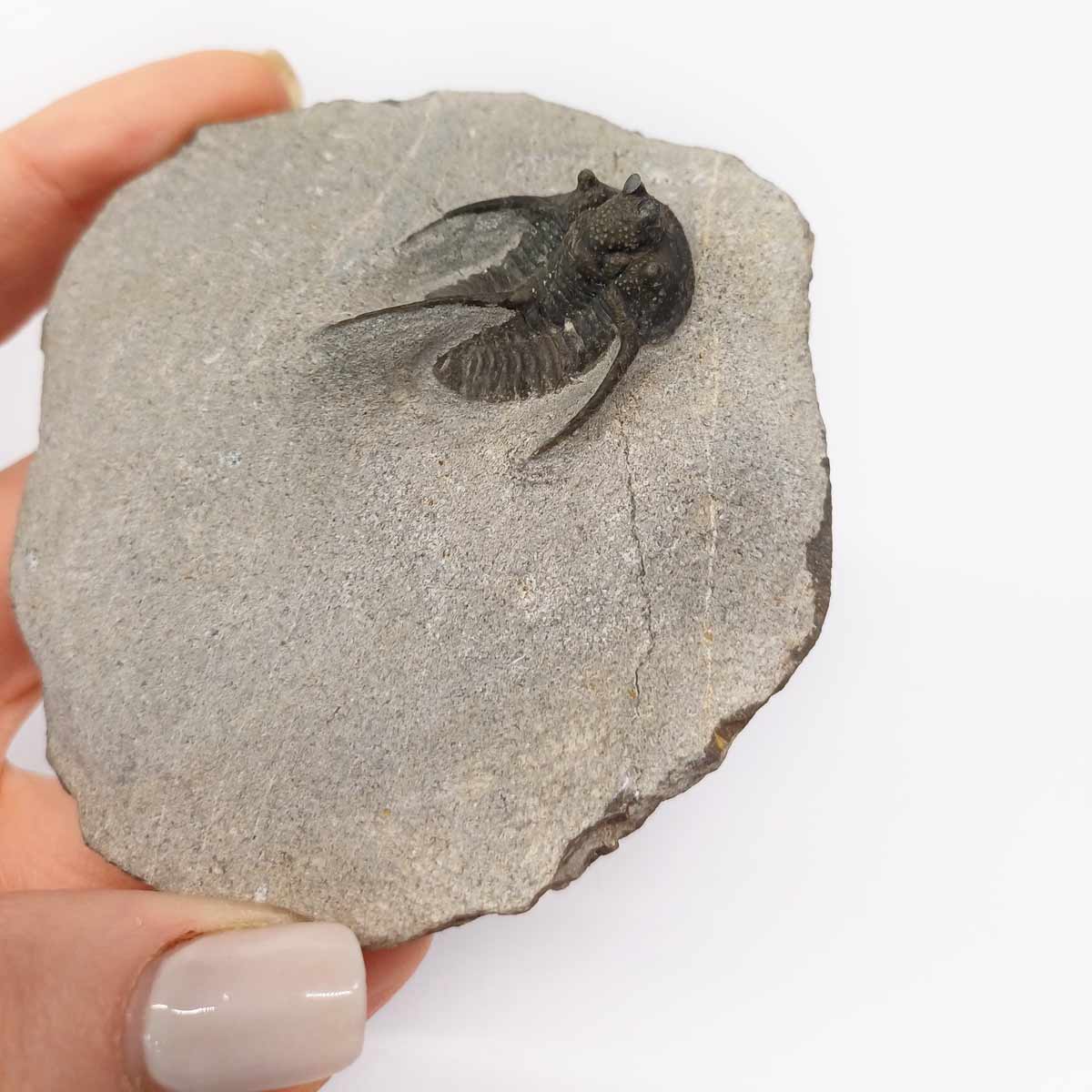 Trilobite Otarion Fossil