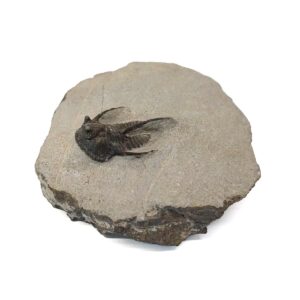 Fossils