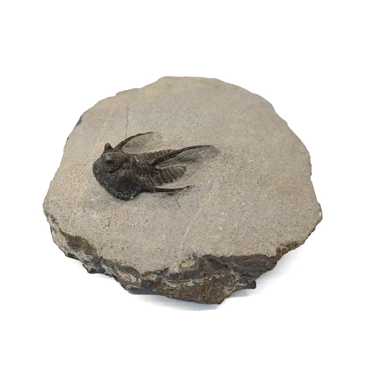 Fossils