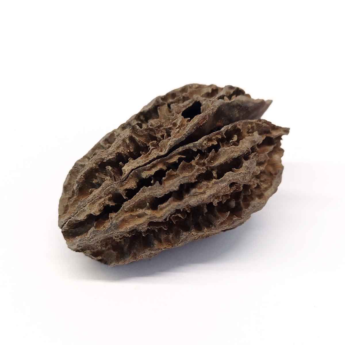 Walnut Fossil (Pliocene period)