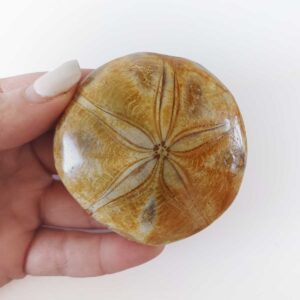Natural Echinoid Star Fossil fossilized sea urchin with visible five-point star, morocco