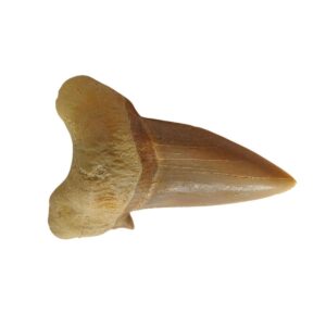Shark fossil tooth - otodus obliquus