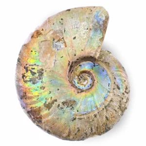 ammonite mother of pearl madagascar