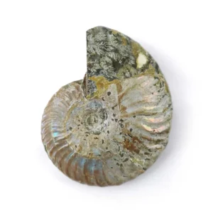 ammonite mother of pearl, madagascar