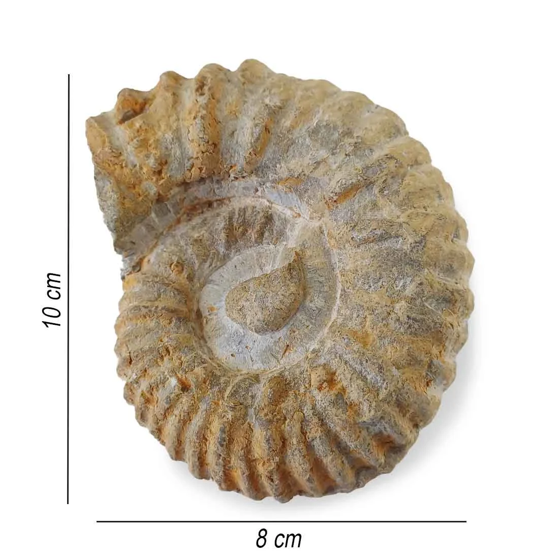 agadir ammonite from morocco