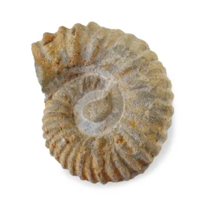 ammonite agadir from morocco