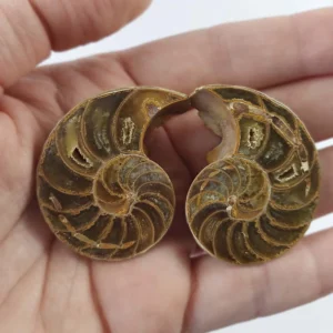 ammonite pair from madagascar