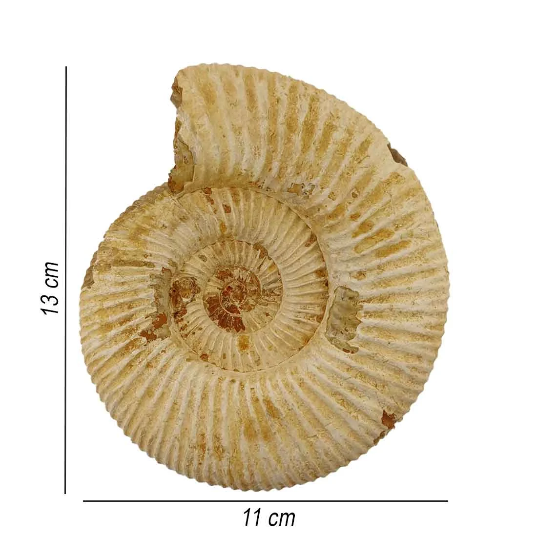 ammonite perisphinctes