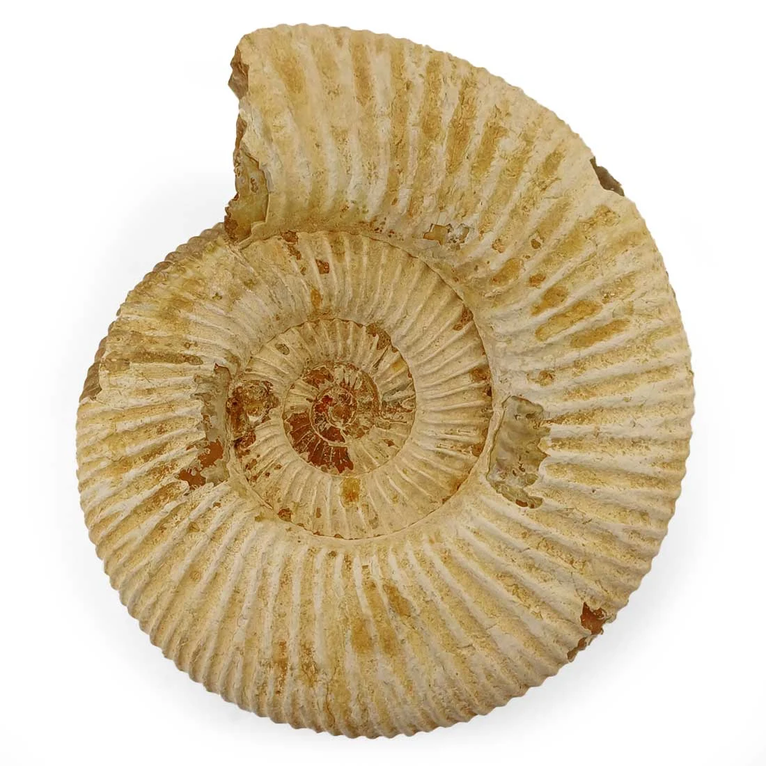 ammonite perisphinctes