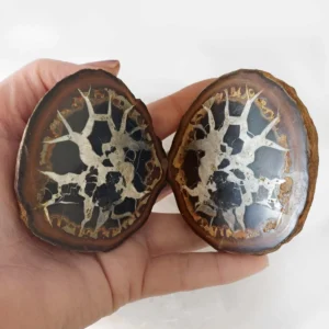 Polished septarian nodule halves with natural white calcite patterns in dark brown stone