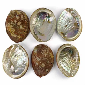 abalone shells -sold per one piece