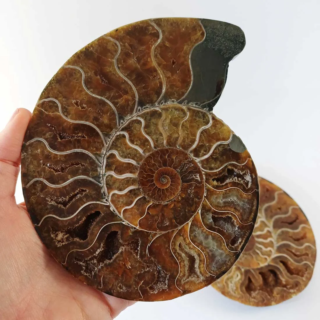 A large Ammonite Cleoniceras pair from Madagascar