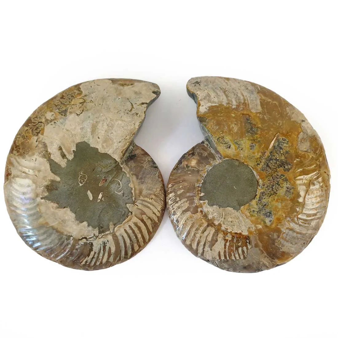 Ammonite Cleoniceras – Large Pair from Ancient Seas – Madagascar